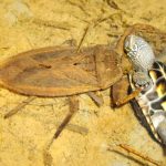 Водяной жук — пожиратель черепах