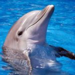 Тайна дельфинов