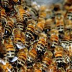 ООН обеспокоена вымиранием пчел