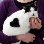 Игра природы: Кошка с сердечком на боку