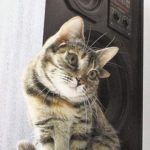 У кошки Лунтии четыре уха