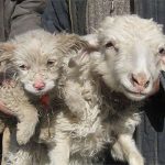 В Китае овца родила щенка