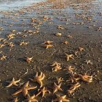 Сотни мертвых морских звезд вымыло на британский берег