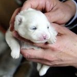 В Китае кошка родила щенка