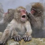 Спа-салон для обезьян