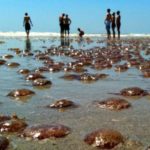 Во Флориде нашествие ядовитых медуз