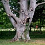 Самое жуткое дерево Великобритании