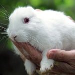 Безухий кролик-Ван Гог родился под Фокусимой.