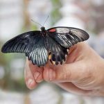 Бабочка-гермафродит с разными крыльями