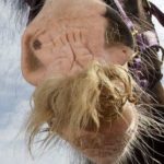 Алфи — самый усатый конь Великобритании!