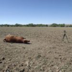 На ферме в Колорадо найдена изувеченная корова