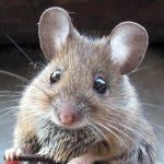 Мыши-мутанты устойчивые к ядам появились в Европе
