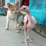 В Китае родился цыпленок без перьев