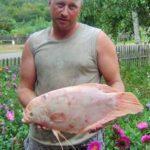 Необычная рыба выловлена в Амуре. Что за вид?