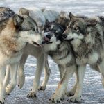 Якутская аномалия: 400 волков сбились в чудовищную стаю!
