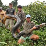 Гигантскую анаконду поймали в Гайане