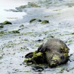 Водоросли-убийцы удушили 31 кабана во Франции