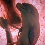 Необычные фотографии эмбрионов животных в утробе матери