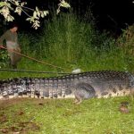 Пойман самый большой в мире крокодил