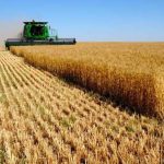 Современная пшеница вызывает болезни и травит людей