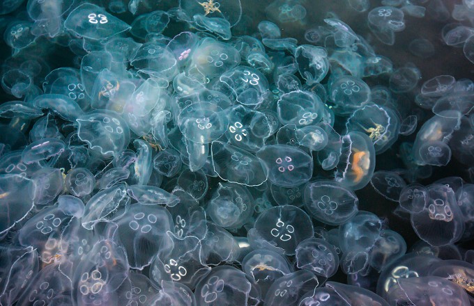 Нашествие медуз в Балаклаве