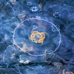 Аномальное нашествие медуз в Балаклаве