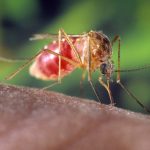 8 убийственных ароматов против комаров:
