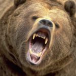 Медведица отомстила людям за кражу медвежонка