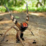 Мучительную смерть от эрекции вызывает бразильский блуждающий паук