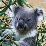 Раскрыт секрет «страшного» голоса коал