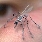 Роботы-насекомые станут оружием будущего