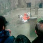 Страдающий депрессией китаец пытался скормить себя тиграм. Тигры отказались его есть