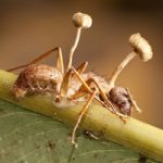Аскомикотовый гриб рода Кордицепс превращает муравьев-древоточцев в зомби