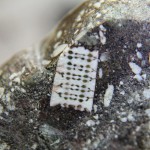 В кубанской реке нашли доисторический камень с «микросхемой»